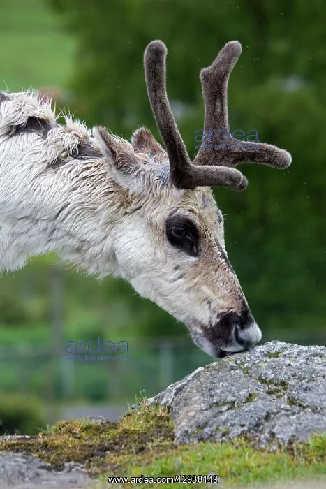 : Forest reindeer - grazing on lichens : Forest reindeer - grazing on lichens