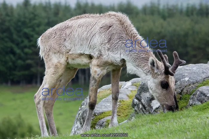 : Forest reindeer grazing in rain : Forest reindeer grazing in rain