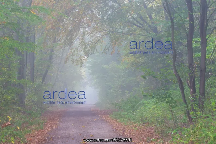 : Forest road autumn : Forest road autumn