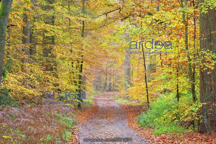 : Forest road autumn : Forest road autumn