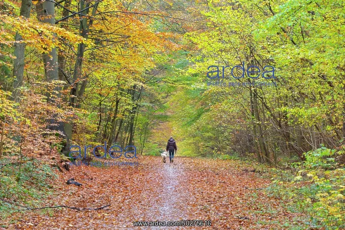 : Forest road autumn : Forest road autumn