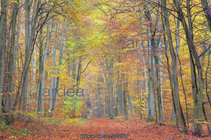 : Forest road autumn : Forest road autumn