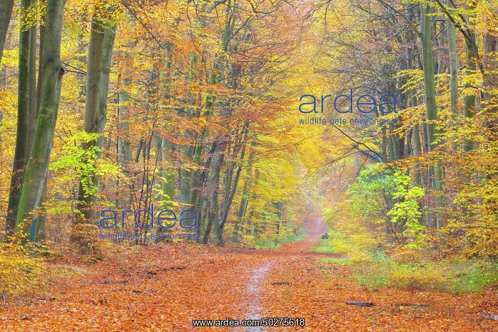 : Forest road autumn : Forest road autumn