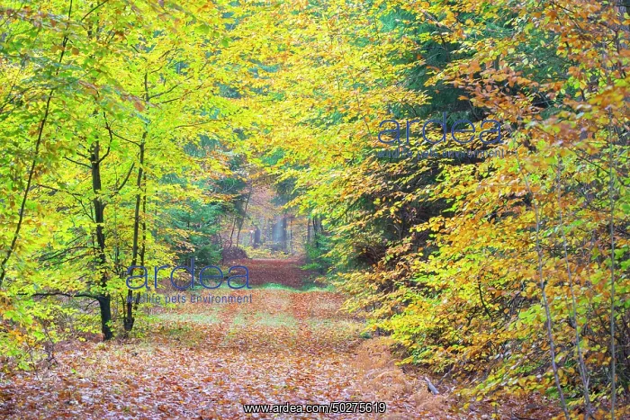  : Forest road autumn
