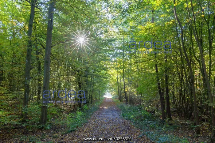 : Forest road autumn : Forest road autumn