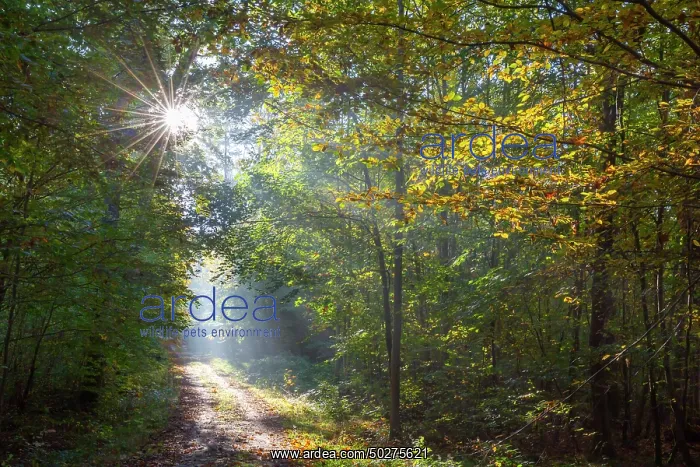 : Forest road autumn : Forest road autumn