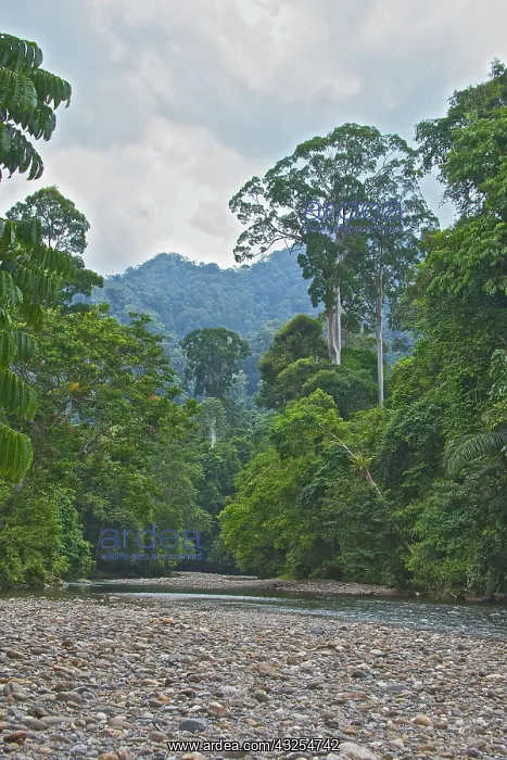 : Forest scene, Gunung Leuser National Park : Forest scene, Gunung Leuser National Park