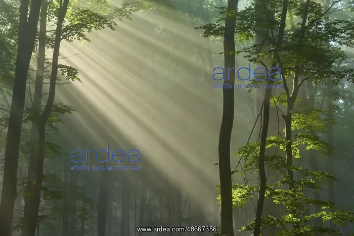  : Forest scene with sunbeams through the fog and green leaves