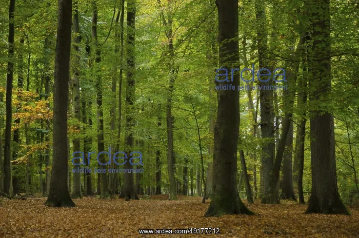 : Forest scene with tall trees and autumn leaves : Forest scene with tall trees and autumn leaves
