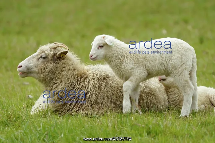 : Forest sheep, lamb with mother on a pasture, Germany : Forest sheep, lamb with mother on a pasture, Germany