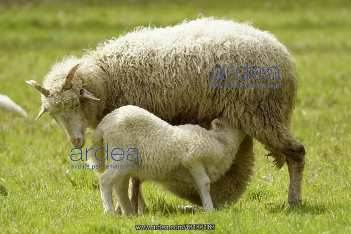 : Forest sheep, lamb being suckled by mother, Germany : Forest sheep, lamb being suckled by mother, Germany