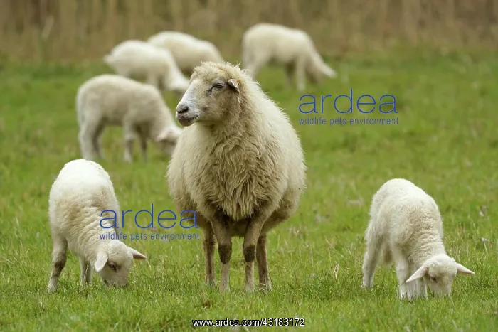 : Forest sheep, lambs with mother on a pasture, Germany : Forest sheep, lambs with mother on a pasture, Germany