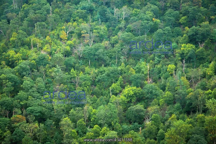 : Forest, Shenandoah, Blue Ridge Parkway, Smoky Mountains : Forest, Shenandoah, Blue Ridge Parkway, Smoky Mountains
