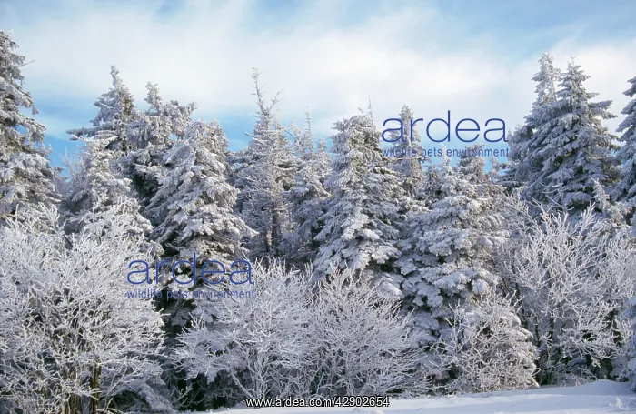  : Forest in SNOW