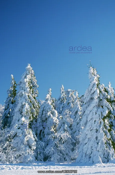 : Forest in SNOW : Forest in SNOW