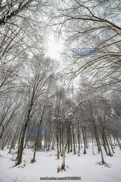 : forest in snowy landscape - Allariz, Galicia, Spain : forest in snowy landscape - Allariz, Galicia, Spain