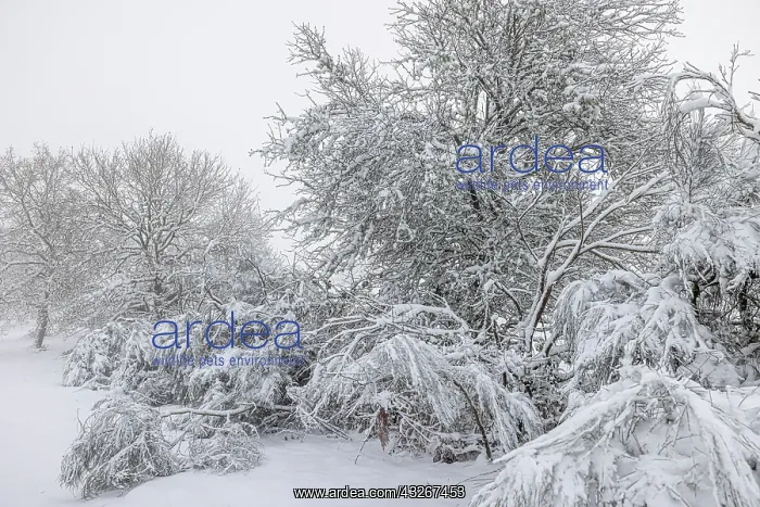: forest in snowy landscape - Allariz, Galicia, Spain : forest in snowy landscape - Allariz, Galicia, Spain