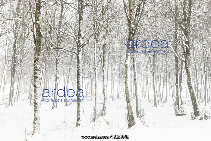 : forest in snowy landscape - Allariz, Galicia, Spain : forest in snowy landscape - Allariz, Galicia, Spain