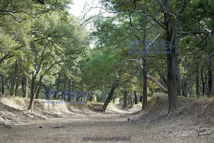 : Forest - South Luangwa Valley : Forest - South Luangwa Valley