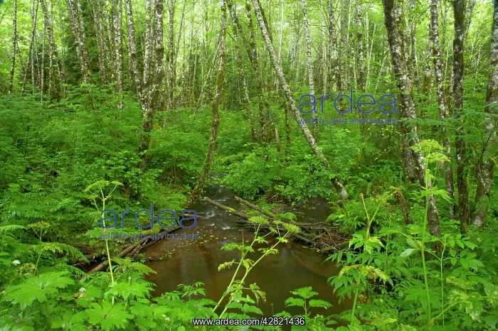 : Forest Stream - bog : Forest Stream - bog