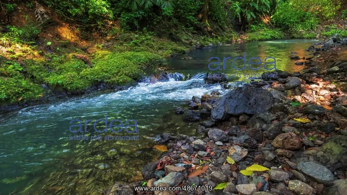 : Forest stream in Corcovado National Park, Puntarenas : Forest stream in Corcovado National Park, Puntarenas