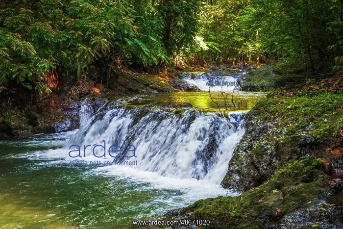 : Forest stream in Corcovado National Park, Puntarenas : Forest stream in Corcovado National Park, Puntarenas