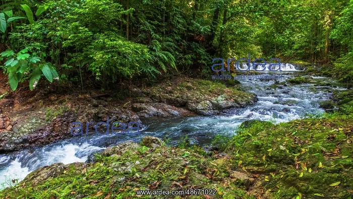 : Forest stream in Corcovado National Park, Puntarenas : Forest stream in Corcovado National Park, Puntarenas