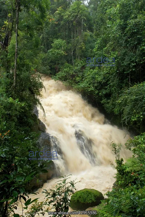: Forest stream in flood during heavy rain : Forest stream in flood during heavy rain