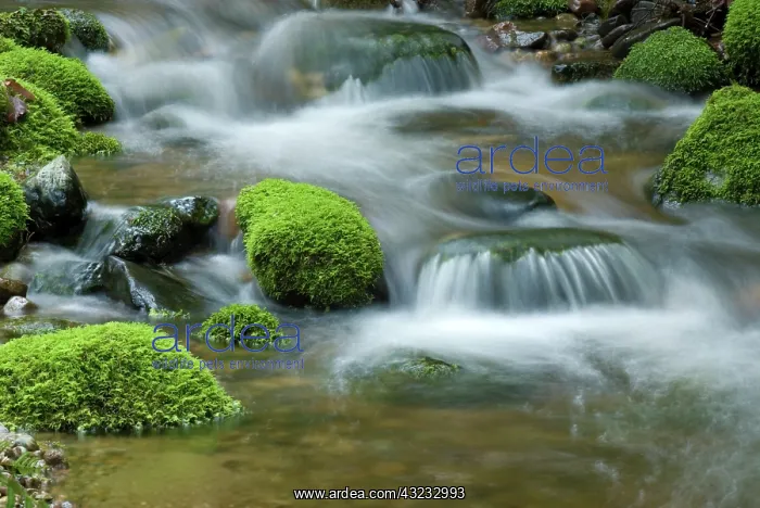 : Forest Stream flowing over Mossy Rocks : Forest Stream flowing over Mossy Rocks