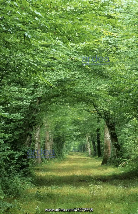 : Forest in summer, France : Forest in summer, France