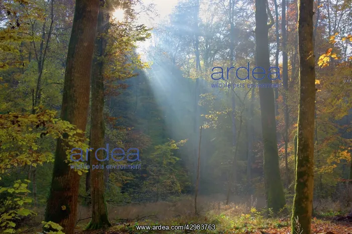 : Forest - sun breaking through morning fog creating : Forest - sun breaking through morning fog creating