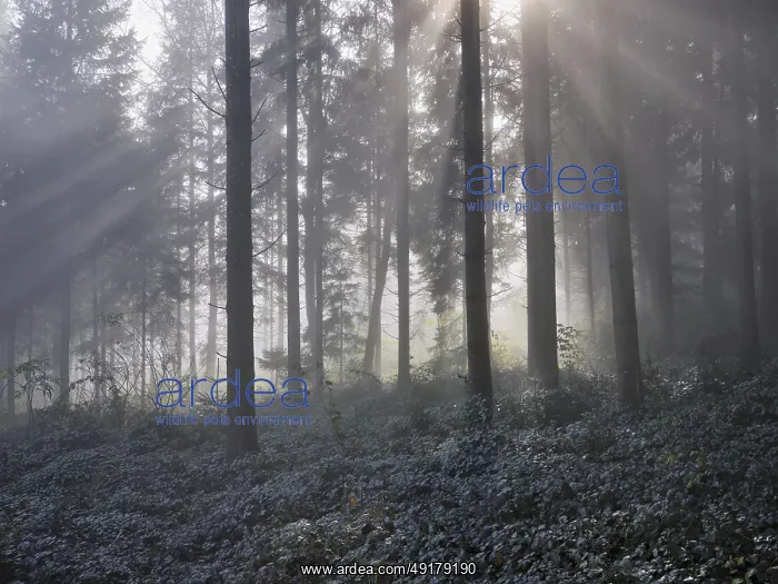 : Forest with sunbeams in the haze : Forest with sunbeams in the haze