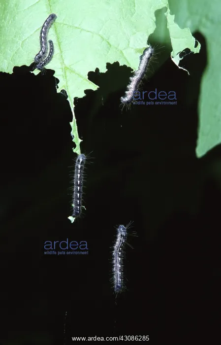 : Forest Tent Caterpillars : Forest Tent Caterpillars