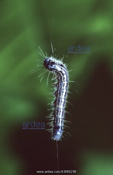 : Forest Tent Caterpillars : Forest Tent Caterpillars