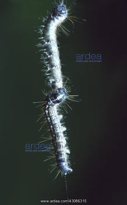 : Forest Tent Caterpillars : Forest Tent Caterpillars