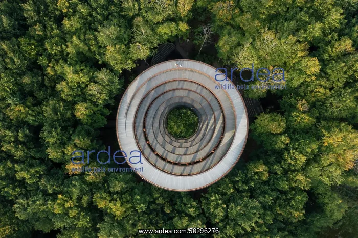 : Forest tower : Forest tower