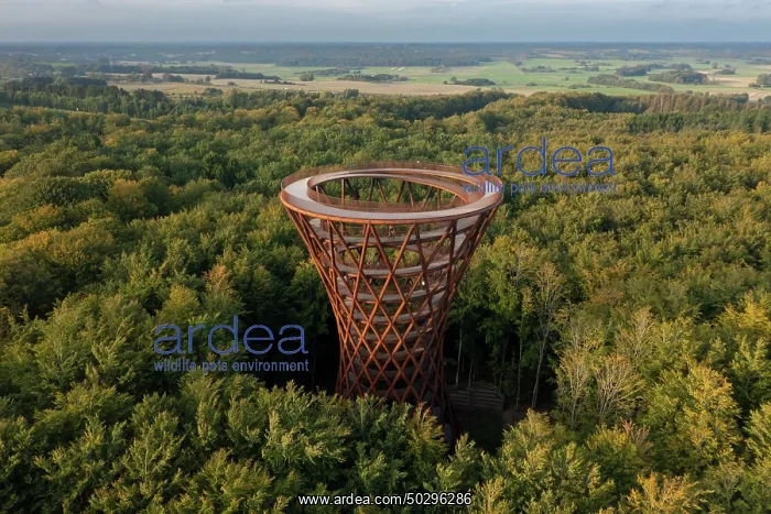 : Forest tower : Forest tower
