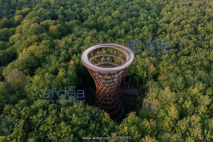 : Forest tower : Forest tower