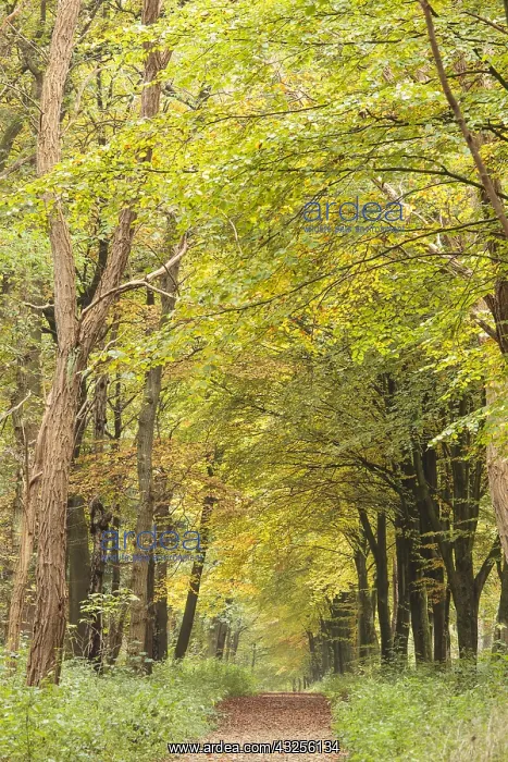 : Forest track in a deciduous forest in autumn co : Forest track in a deciduous forest in autumn co