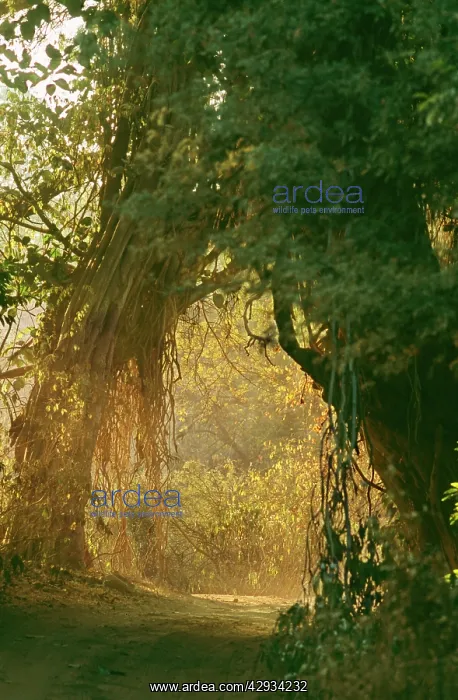 : Forest Track or Path - Ranthambhore National Park : Forest Track or Path - Ranthambhore National Park
