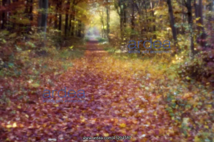 : Forest trail in autumn, Camera obscura, Mainz, Germany : Forest trail in autumn, Camera obscura, Mainz, Germany