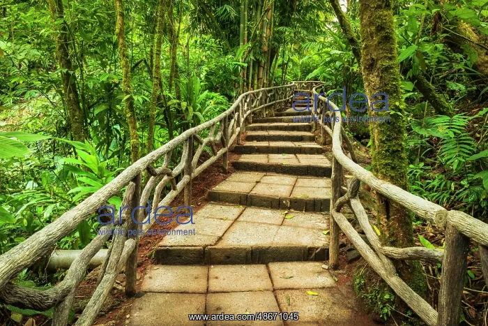 : Forest trail at La Paz Waterfall Gardens, Alajuela Province : Forest trail at La Paz Waterfall Gardens, Alajuela Province