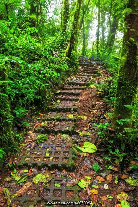 : Forest trail at the Monte Verde Cloud Forest Preserve : Forest trail at the Monte Verde Cloud Forest Preserve