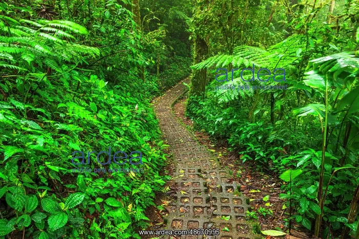 : Forest trail at the Monte Verde Cloud Forest Preserve : Forest trail at the Monte Verde Cloud Forest Preserve