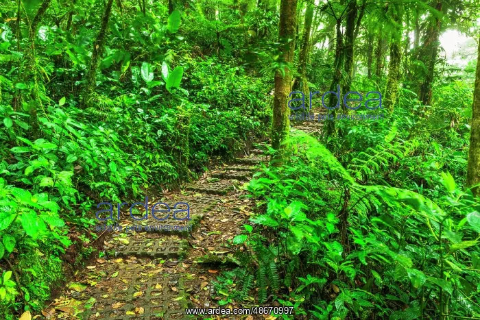 : Forest trail at the Monte Verde Cloud Forest Preserve : Forest trail at the Monte Verde Cloud Forest Preserve