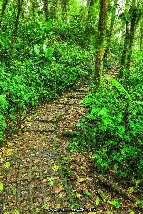 : Forest trail at the Monte Verde Cloud Forest Preserve : Forest trail at the Monte Verde Cloud Forest Preserve