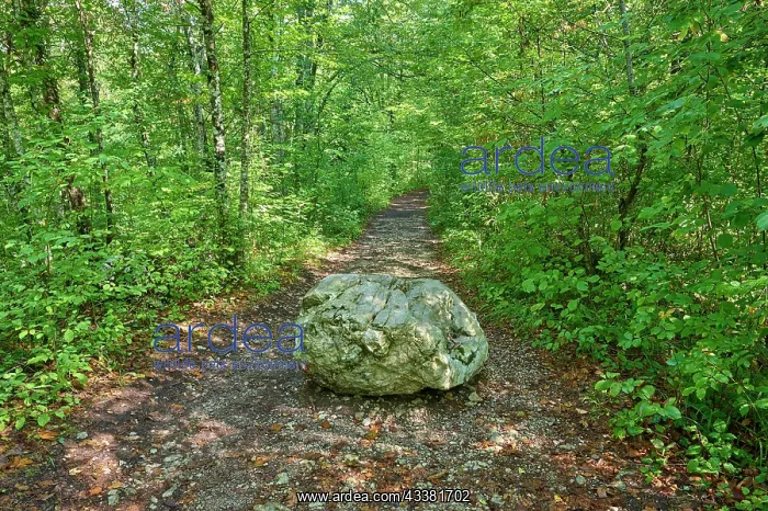 : Forest trail, Rock, Summer, Rakov Skocjan valley : Forest trail, Rock, Summer, Rakov Skocjan valley