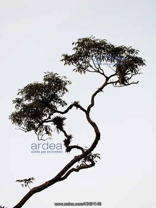  : Forest Tree Atlantic Forest, Brazil LA009636