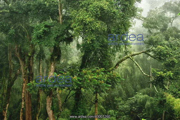 : Forest Trees : Forest Trees