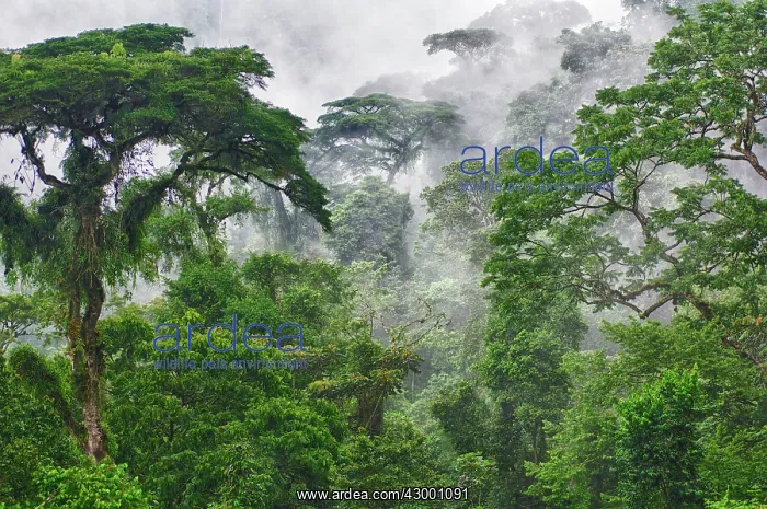 : Forest Trees - in the mist : Forest Trees - in the mist